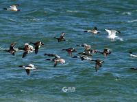 春江水暖鸭先知！捕捉春的气息 TA们认真了