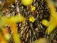 青岛这里的迎春花开了，你那里呢？