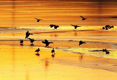 青岛这些湿地奇妙美景，惊艳到你没？