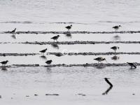 迎来大批海鸟，胶州湾再现“鸟浪” 