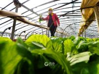 人勤春来早，大棚绿意浓