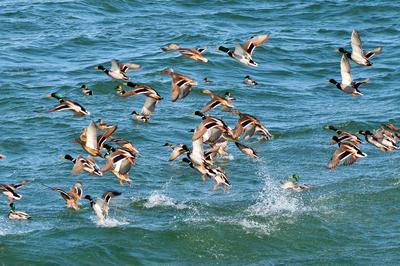 春江水暖鸭先知！捕捉春的气息 TA们认真了