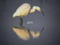 迎来大批海鸟，胶州湾再现“鸟浪” 