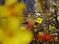 青岛这里的迎春花开了，你那里呢？