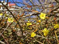 青岛这里的迎春花开了，你那里呢？