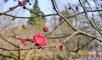 梅花悄然绽放 带来春意