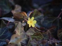 青岛这里的迎春花开了，你那里呢？