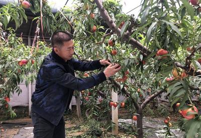 “甜蜜产业”带来幸福生活