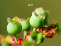 你见过蓝莓花吗？冬暖大棚里蓝莓花开正盛