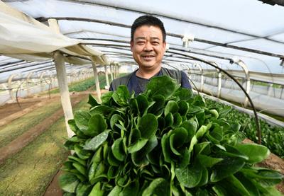 人勤春来早，大棚绿意浓