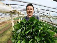 人勤春来早，大棚绿意浓