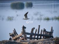 迎来大批海鸟，胶州湾再现“鸟浪” 