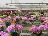 花贺新年 助推乡村振兴