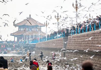 大年初一，栈桥海鸥被“喂饱了”！