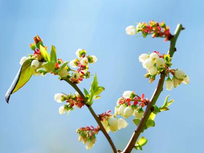 你见过蓝莓花吗？冬暖大棚里蓝莓花开正盛