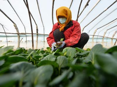 人勤春来早，大棚绿意浓