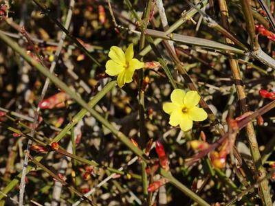 青岛这里的迎春花开了，你那里呢？