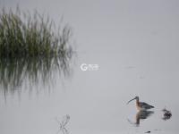 迎来大批海鸟，胶州湾再现“鸟浪” 