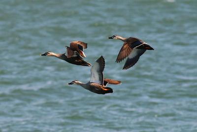 春江水暖鸭先知！捕捉春的气息 TA们认真了