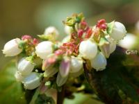 你见过蓝莓花吗？冬暖大棚里蓝莓花开正盛