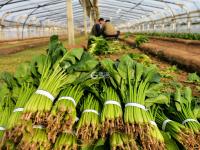 人勤春来早，大棚绿意浓