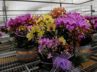 花贺新年 助推乡村振兴