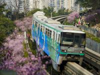 重庆：一路繁花相送，带你驶向春天