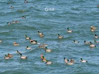 春江水暖鸭先知！捕捉春的气息 TA们认真了