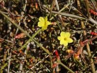 青岛这里的迎春花开了，你那里呢？