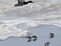 迎来大批海鸟，胶州湾再现“鸟浪” 