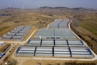 无土栽培小番茄：丰收季里的黑科技