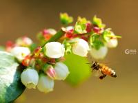 你见过蓝莓花吗？冬暖大棚里蓝莓花开正盛