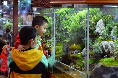 浓浓的年味，从一束年宵花开始