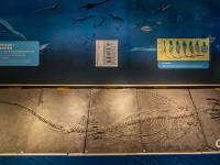 三叠纪恐龙化石登陆青岛，就在市博物馆！