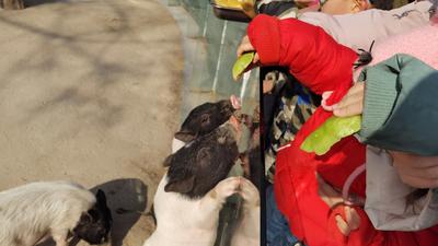 回放 | 小浣熊爱吃啥馅饺子？青岛萌宠小年吃上“定制餐”