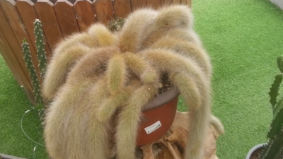 回放|长达1.3米！西海岸一株“九尾狐”火了