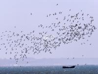 迎来大批海鸟，胶州湾再现“鸟浪” 