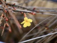 青岛这里的迎春花开了，你那里呢？