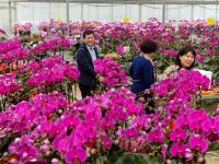 花贺新年 助推乡村振兴