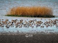 迎来大批海鸟，胶州湾再现“鸟浪” 