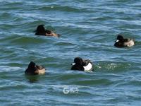 春江水暖鸭先知！捕捉春的气息 TA们认真了