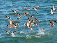 春江水暖鸭先知！捕捉春的气息 TA们认真了