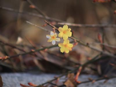 青岛这里的迎春花开了，你那里呢？