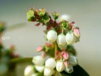 你见过蓝莓花吗？冬暖大棚里蓝莓花开正盛
