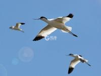 迎来大批海鸟，胶州湾再现“鸟浪” 