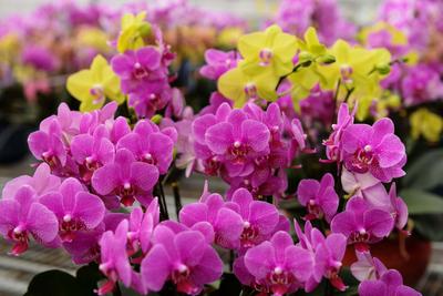 花贺新年 助推乡村振兴