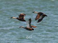 春江水暖鸭先知！捕捉春的气息 TA们认真了