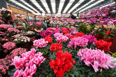 浓浓的年味，从一束年宵花开始