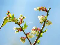 你见过蓝莓花吗？冬暖大棚里蓝莓花开正盛