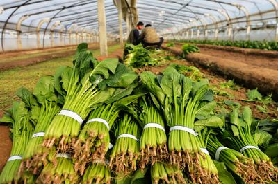 人勤春来早，大棚绿意浓